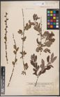 Foto von Salix aurita L. x Salix cinerea L.